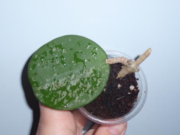 Hoya obovata splash- 80 грн.jpg