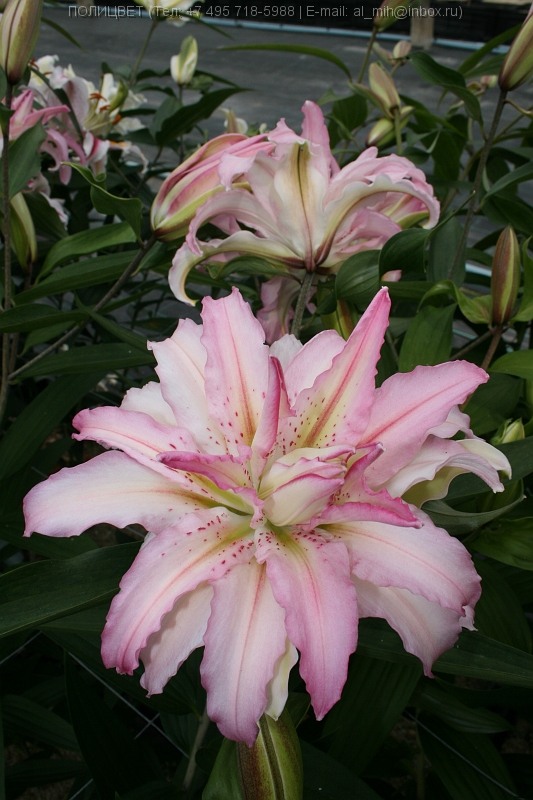 0_3fc32_a2323c0d_XL.900x900.jpg