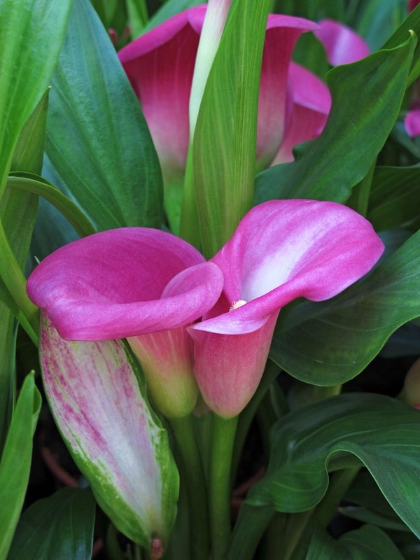 0_68778_88892f13_XL.jpg