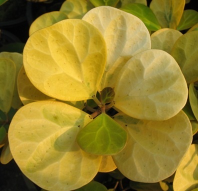 Фикус Ficus deltoides gold leaves.jpg