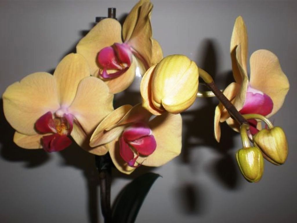 Phal. Solid Gold.jpg