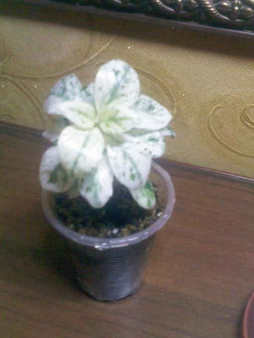 IMG02085.jpg