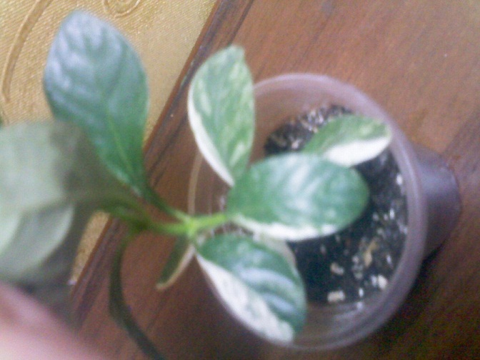 IMG02087.jpg