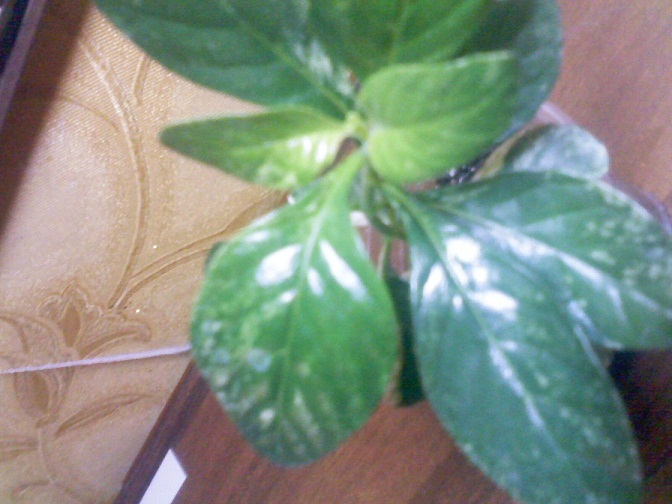 IMG02088.jpg