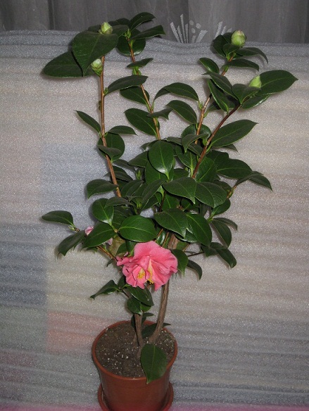IMG_7308.JPG