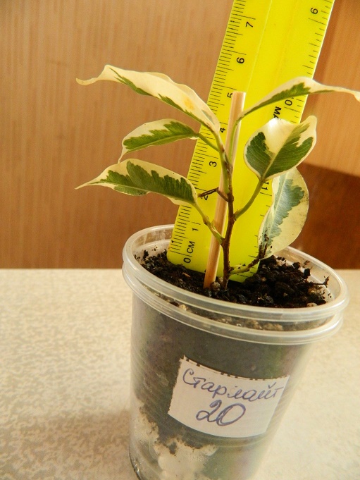 DSCN3617.JPG