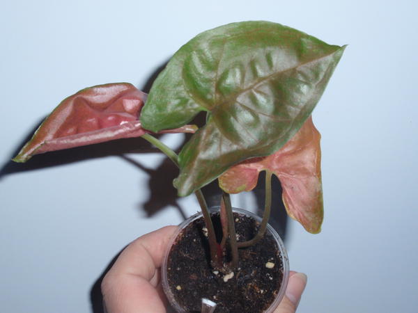 Syngonium Chocolate ( Red Plam Allusion)- 50 грн.jpg
