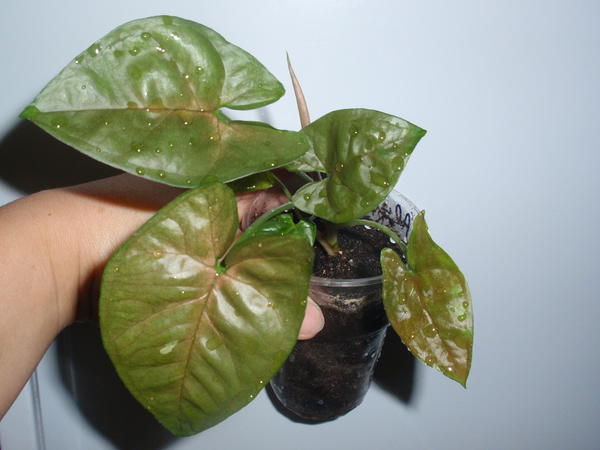 Syngonium Plum Allusion-30 грн.jpg