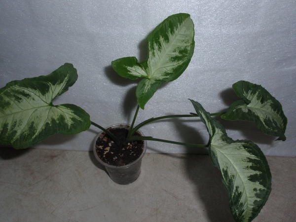 Syngonium Aom Pragai Phet- 60 грн.jpg