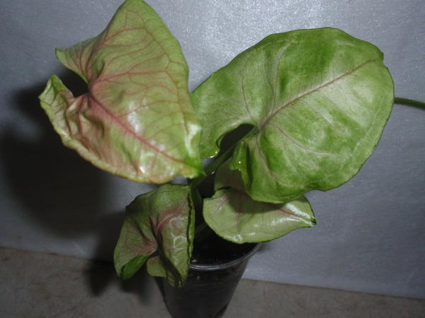 Syngonium Rasamee Naq- 40 грн.jpg