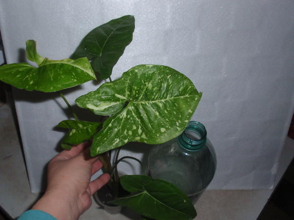 Syngonium Panda- 60 грн (бутылка 1,5 л для масштаба).jpg