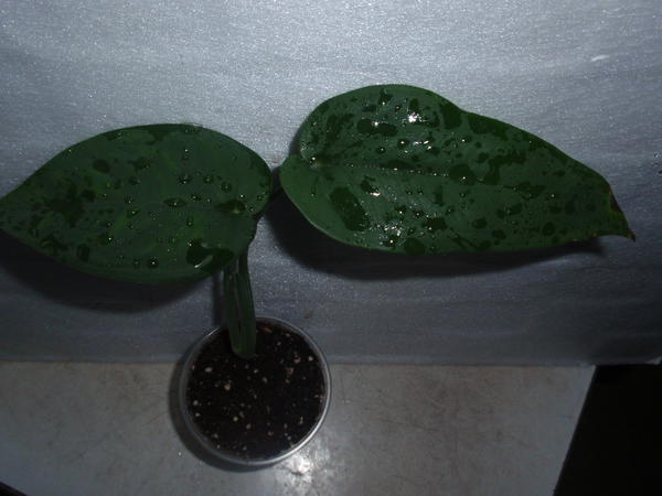 Syngonium Dark Night- 40 грн.jpg