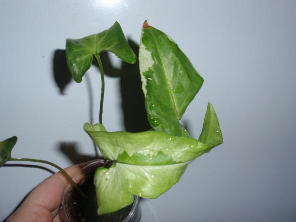 Syngonium Magic Marble - 70 грн.jpg