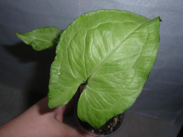 Syngonium Salad- 70 грн.jpg