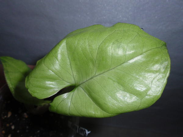 Syngonium Dang Nuven- 70 грн.jpg