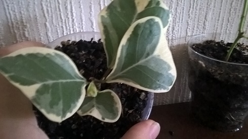 WP_20160303_10_48_14_Pro.jpg