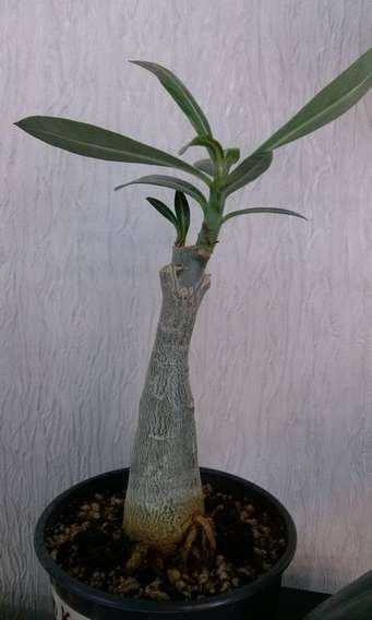 Mon Kon (5)_thumb.jpg