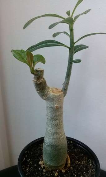 Guangyao (2)_thumb.jpg