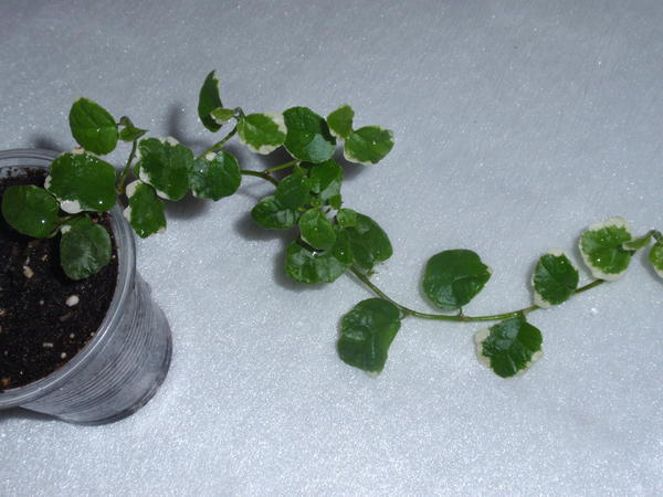Ficus pumila 'White Sunny'- 35 грн.jpg