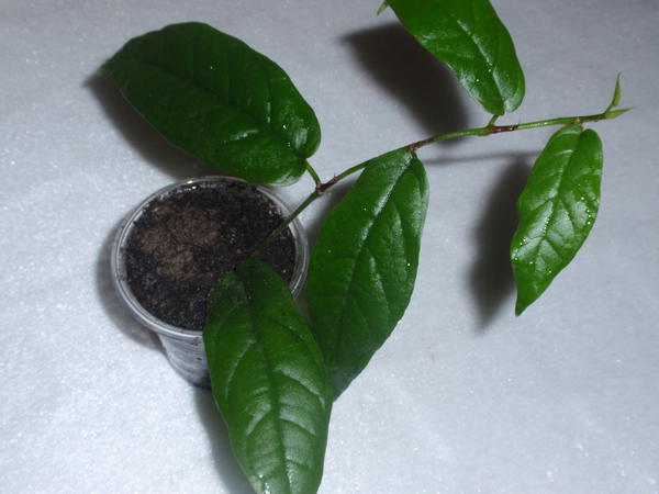 Ficus sagittata- 70 грн.jpg