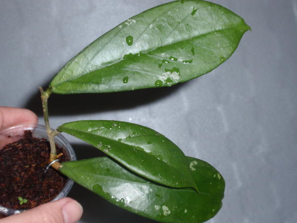 Hoya Forbesii splash- 75 грн. растущая.jpg