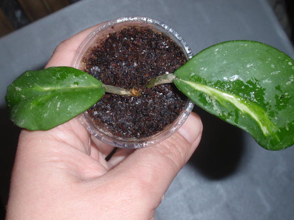 Hoya obovata cv. Variegata- 90 грн.jpg