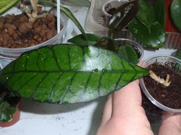 Hoya callistophylla - 100 грн.jpg