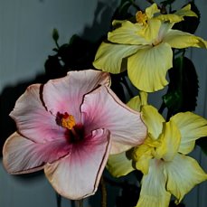 image (77).jpg