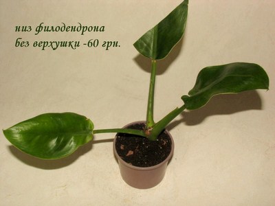 IMG_0017nт (Копировать).jpg