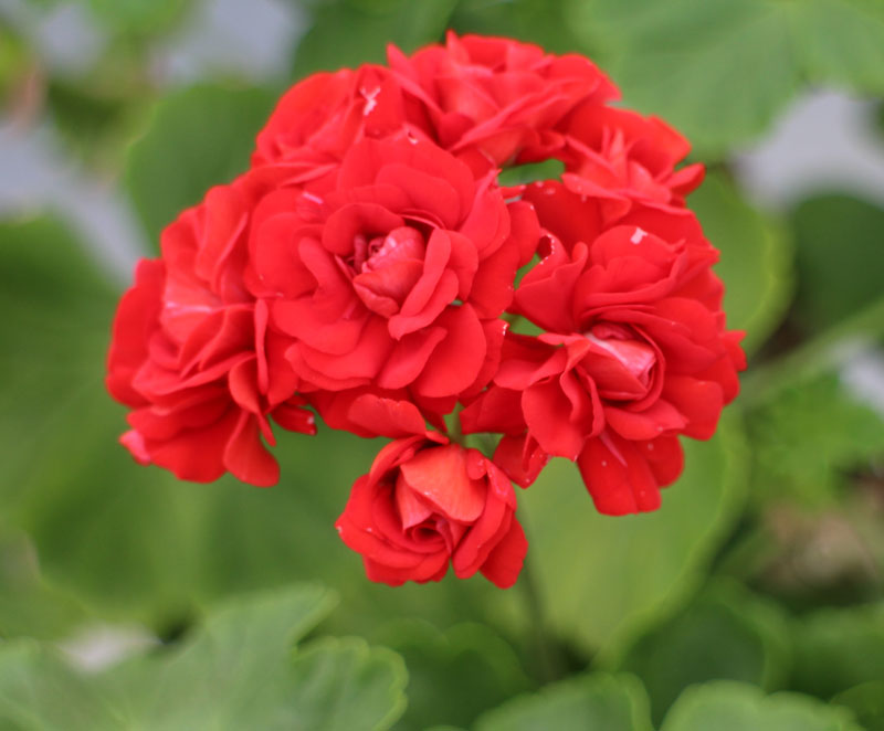 diemierii schafferi.jpg