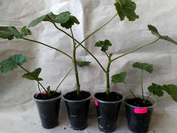 diemierii schafferi.jpg