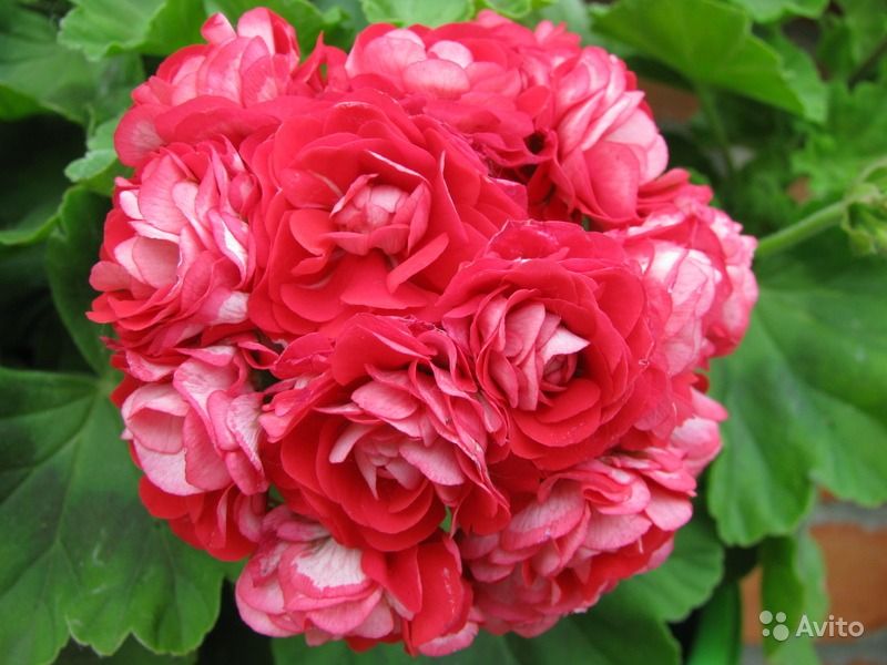 pink rambler.jpg