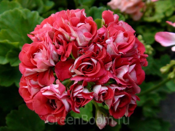 rosebud supreme.jpg