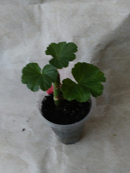 rosebud supreme.jpg