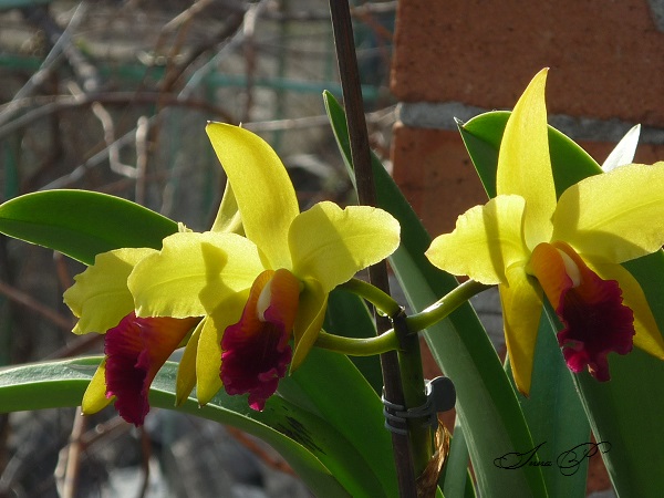P1130943hh.jpg
