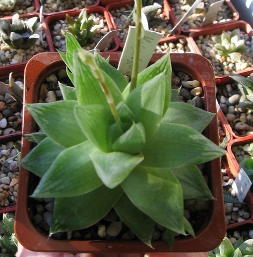 H.cymbifor..jpg