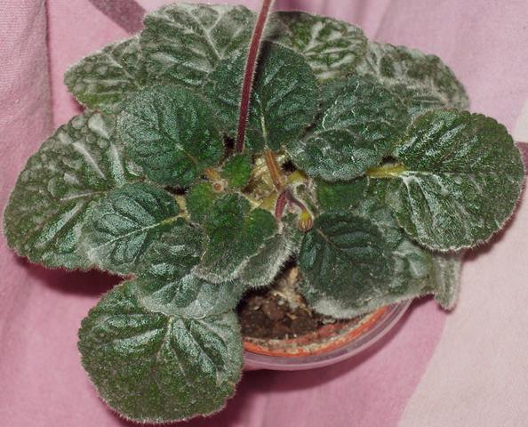 100_1539.JPG