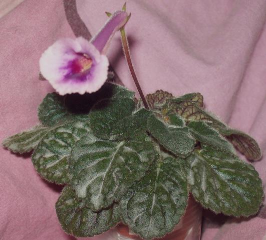 100_1537.JPG
