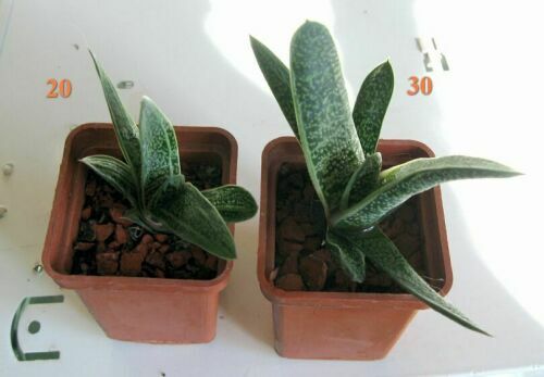 Little Warty.jpg