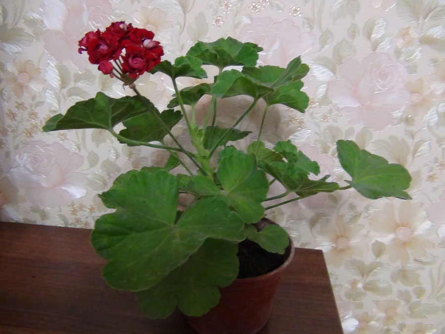 DSC02798.JPG