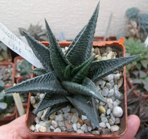 H.lim.x nigra..jpg