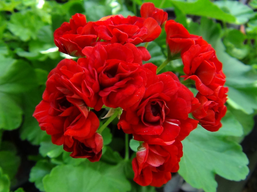 Diemierii Schafferi.JPG