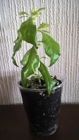 WP_20160303_10_41_23_Pro.jpg