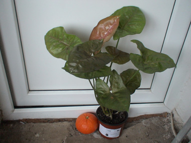 DSC02620а.jpg