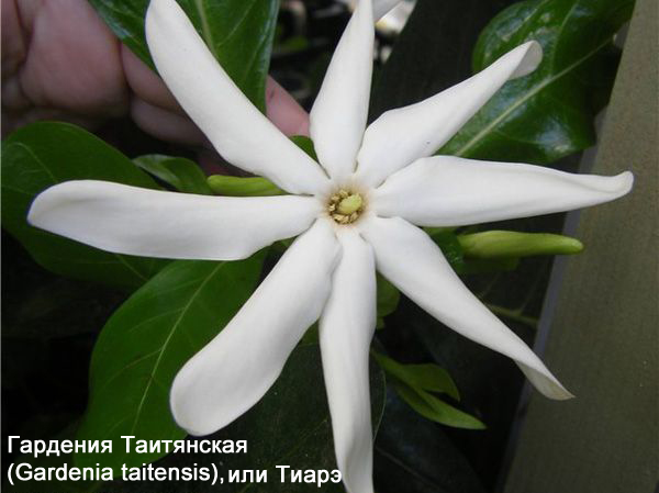 тиарэ.jpg