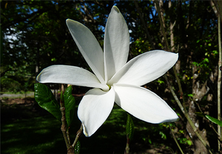 gardenia.jpg
