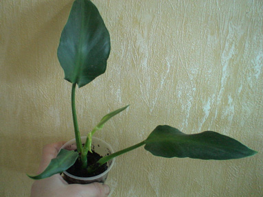 DSC02614а.jpg