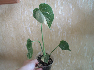 DSC02624а.jpg
