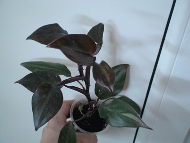 DSC02634а.jpg