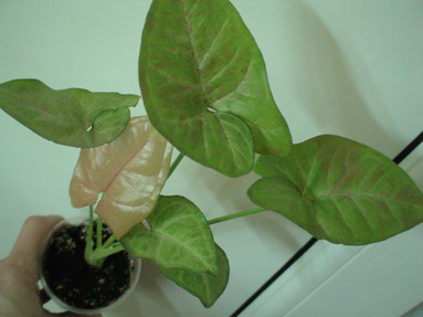 DSC02632а.jpg